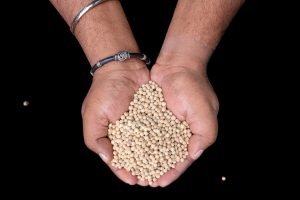 WHITE PEPPER (Premium)/తెల్ల మిరియాలు